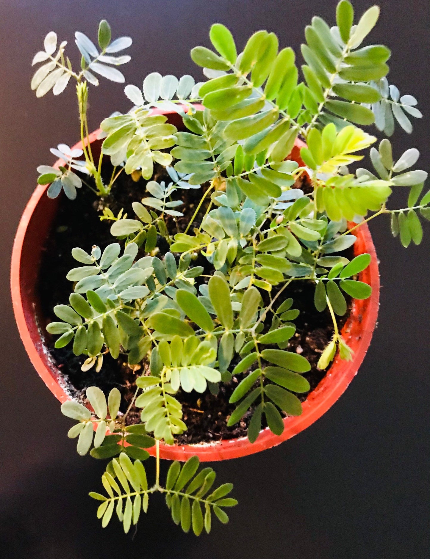 RARE Mimosa Pudica~Sleepy Plant~Sensitive Plant~Shame Plant~Zombie Plant~Shy Lady~Touch-Me-NOT Plant~Houseplant