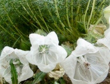 Purple Cup and Saucer Vine Seeds ~  Cobaea Scandens ~ Unique ~ Grow Your Own ~ Spring Flowers