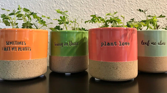 RARE Mimosa Pudica Plant with Terracotta Pot~Touch-Me-NOT Plant~Sleepy Plant~Sensitive Plant~Action Plant~Zombie Plant