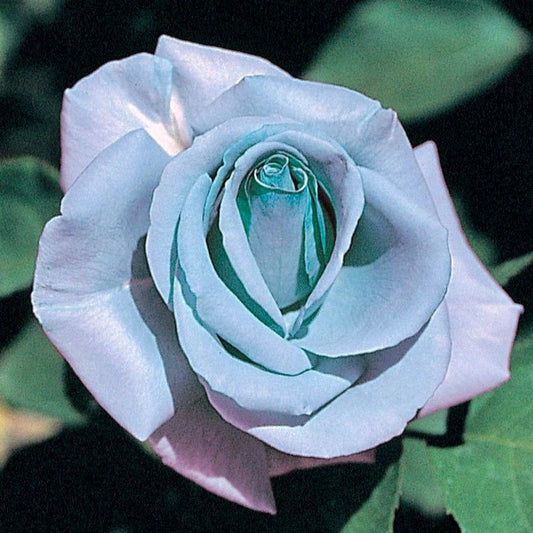 Blue Rose Seeds ~ Flower Beautiful ~ Rare ~ Exotic ~ Home Garden Plant Seeds ~ Gifts ~ Grow Your Own ~ Spring Flowers